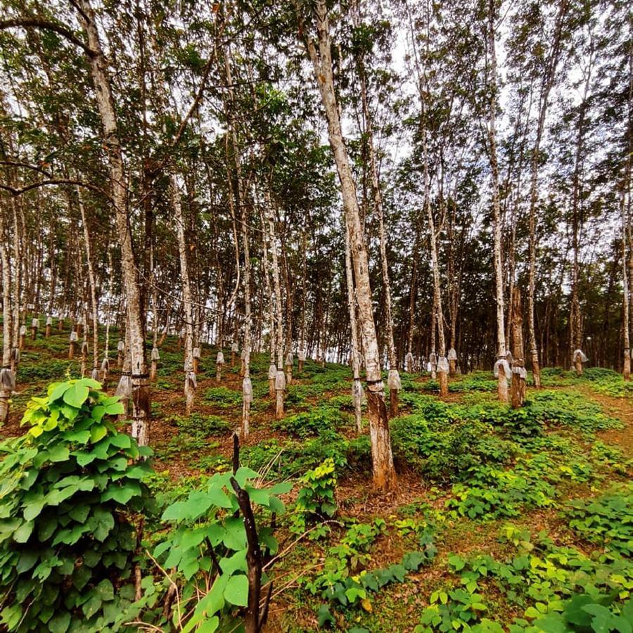 Seethawaka Regency Авіссавелла Екстер'єр фото